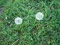 Dandelion Flower Double 